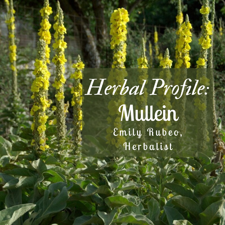 Herbal Monograph: Mullein
