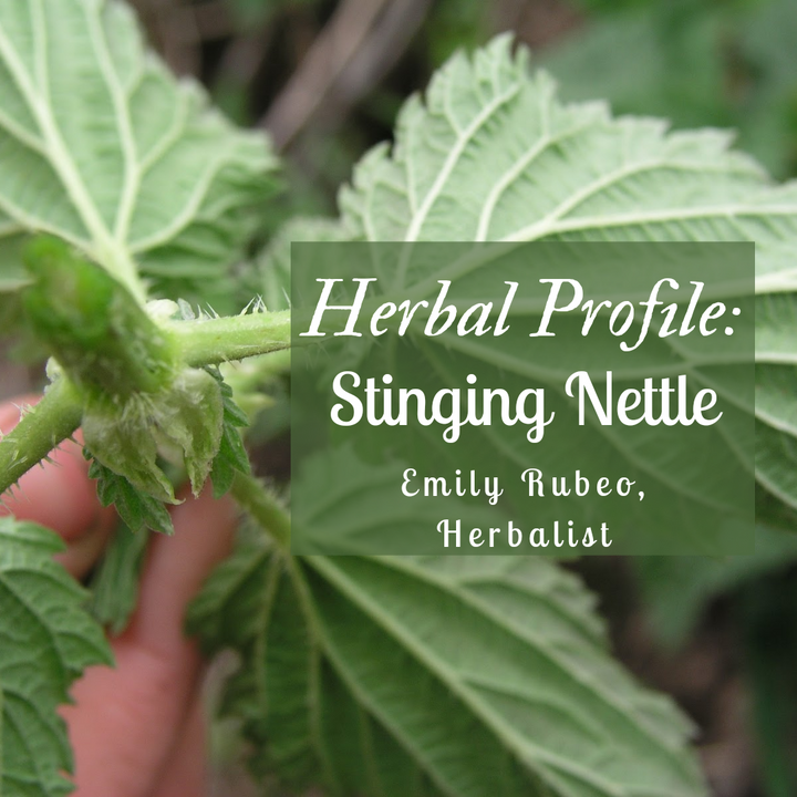 Herbal Profile: Stinging Nettle