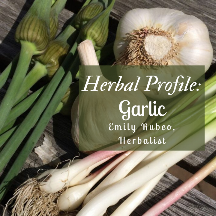Herbal Monograph: Garlic – Handmade by Bumble